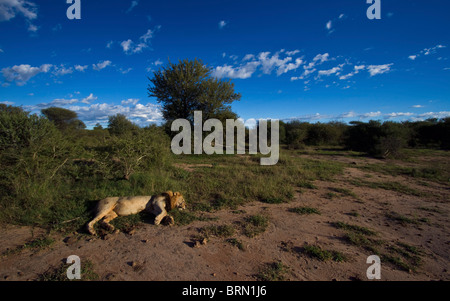 A solitary male lion (Panthera Leo) sleeping on a patch of grass in a bushveld clearing, Stock Photo