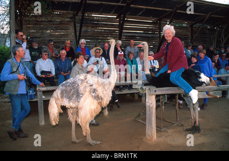 Tourist tries riding an ostrich - a popular tourist attraction in Oudtshoorn Stock Photo