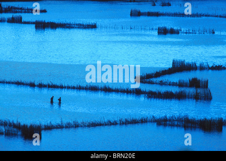 A silhouetted view of two people walking inspecting their fish traps set in the estuary in Kosi Bay. Stock Photo