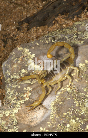 Giant Hairy Scorpion Stock Photo