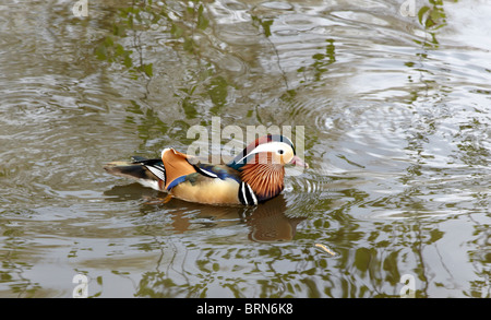 Ducks Swimming In A Pond At The Isabella Plantation Richmond Park Surrey UK Europe Stock Photo