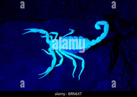 Giant Hairy Scorpion fluorescing under black light at night. Stock Photo