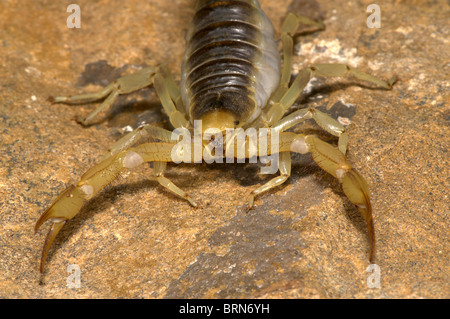 Giant Hairy Scorpion Stock Photo