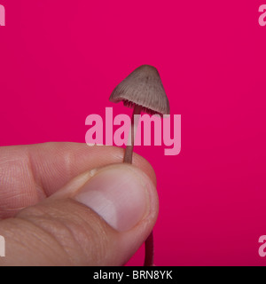 Magic mushrooms photographed against a pink studio background Stock Photo