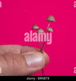 Magic mushrooms photographed against a pink studio background Stock Photo