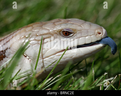 Blue-tongued Skink crawling on grass (aka Blue-tongued Lizard) in Australia Stock Photo
