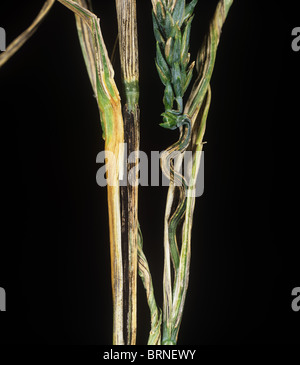 Flag smut (Urocystis agropyri) on wheat crop flag leaf, USA Stock Photo
