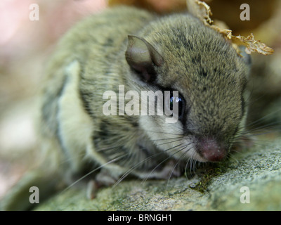 Cute Little Southern Flying Squirrel (Glaucomys volans) in Pennsylvania Stock Photo