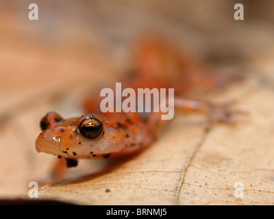 Long-tailed Salamander (Eurycea longicauda) isolated on a leaf in Illinois Stock Photo