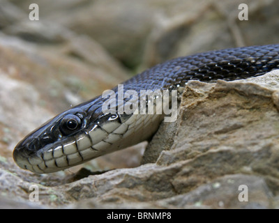 Black Rat Snake (Elaphe obsoleta) Stock Photo