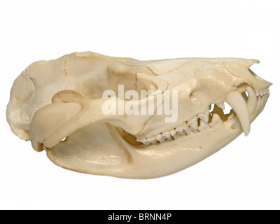 Virginia Opossum (Didelphis virginiana) Skull Stock Photo