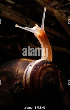 beautifully illuminated snail kid sitting on his mother Stock Photo