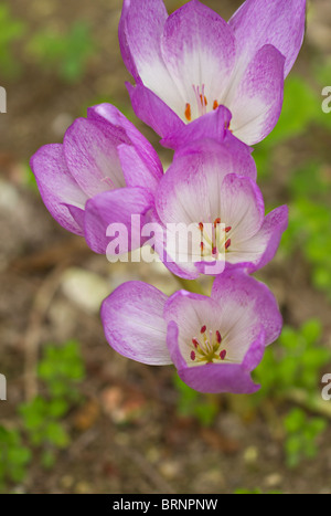 Lilac Colchicum flowers in bloom in early autumn. UK Stock Photo
