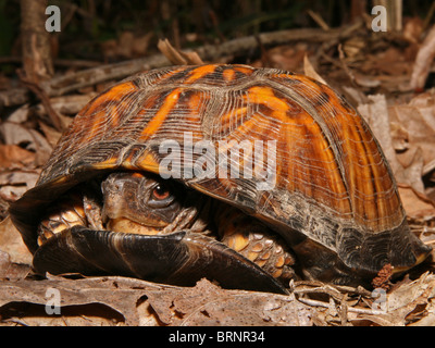 Eastern Box Turtle (Terrapene c. carolina) Coming Out of its Shell in Illinois Stock Photo