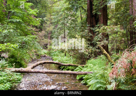Vegetation and Coastal Redwoods, Sequoia sempervirens, Muir Woods National Park, California, USA Stock Photo