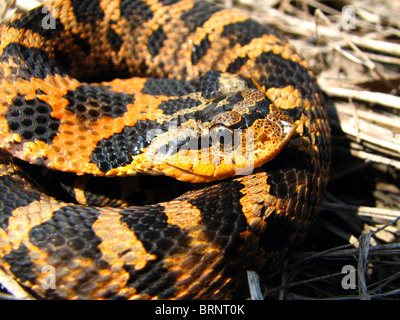 Orange Eastern Hog-nosed Snake in Ontario, Canada Stock Photo