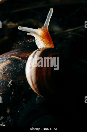 beautifully illuminated snail kid sitting on his mother Stock Photo