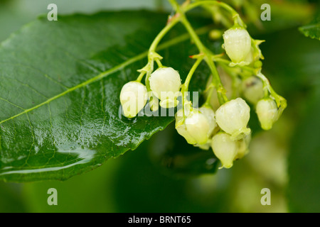 Creamy white cluster of Strawberry Tree (Arbutus unedo) flowers in early autumn after a rain shower Stock Photo