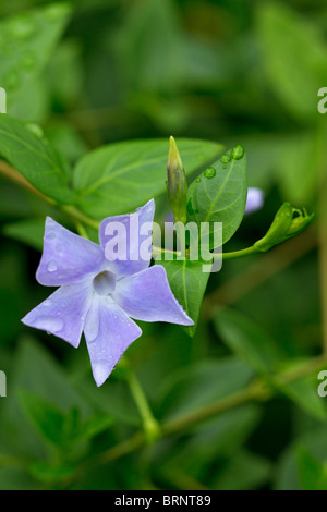 A single Greater Blue Periwinkle (Vinca major) after a rain shower. UK Stock Photo