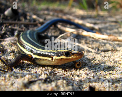 5-lined Skink (Eumeces fasciatus) Stock Photo