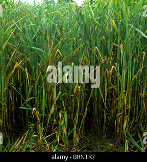 Barley leaf blotch or leaf scald (Rhynchosporium secalis) infection on barley crop Stock Photo