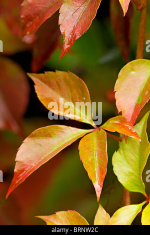 Close up of Virginia Creeper foliage in autumn season in UK Stock Photo