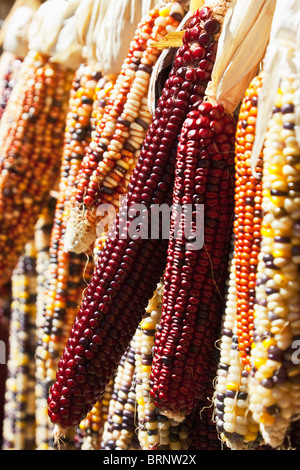 colorful Indian corn display hanging from a rural farm stand Stock Photo
