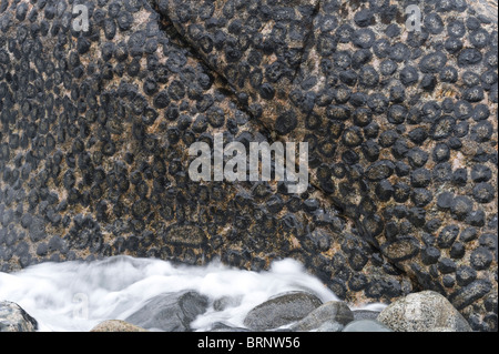 Outcrop of orbicular granite Nature Sanctuary, 15km north of Caldera, Pacific coast, Chile, South America Stock Photo