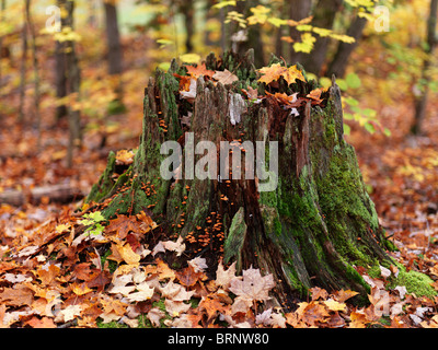 Fall nature scenery of a tree stump covered with moss and surrounded by fallen maple leaves. Arrowhead Park, Ontario, Canada Stock Photo