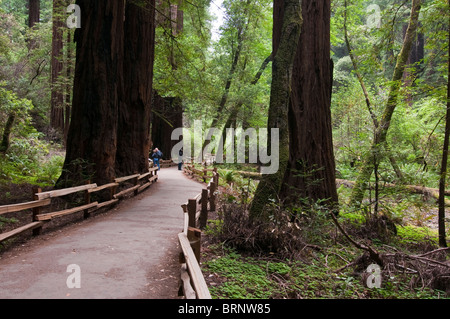 Hiking trail in Muir Woods National Park, California, USA Stock Photo