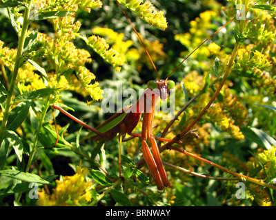 The Chinese Praying Mantis (Tenodera aridifolia sinensis) in Ontario, Canada Stock Photo