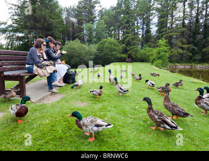 two girls and a boy feeding ducks, Silent Valley reservoir, Northern Ireland, UK Stock Photo