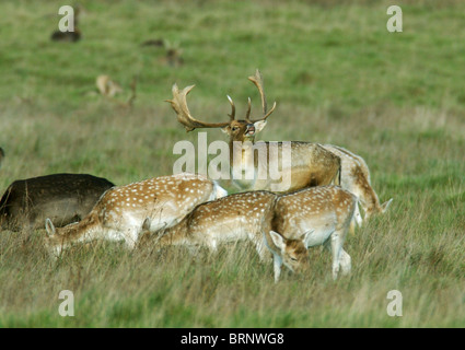 Deer during the rut or mating season. These are fallow deer the male of which has antlers. They are called bucks. Stock Photo