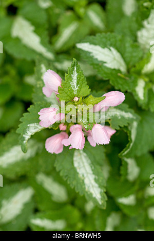 Pale pink flower of the Spotted Dead-Nettle (Lamium maculatum) in bloom in early Autumn in UK Stock Photo