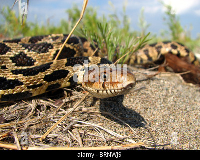 An Adult Male Eastern Foxsnake (Elaphe gloydi) Stock Photo