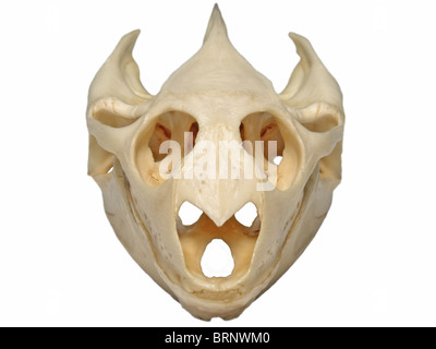 Spiny Softshell Turtle (Apalone spinifera) Skull -- Front View Stock Photo