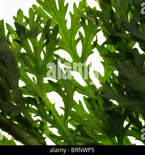 edible shungiku chrysanthemum leaves Stock Photo