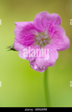 Portrait of a single mauve pink Geranium flower, variety unknown Stock Photo