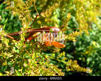 The Chinese Praying Mantis (Tenodera aridifolia sinensis) in Ontario, Canada Stock Photo