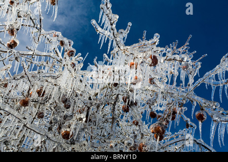 Late apples are encased in ice after a damaging storm hit the Berkshire mountains. Stock Photo
