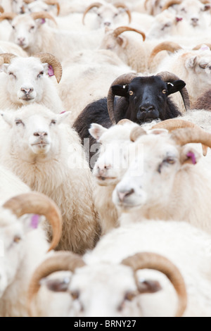 Black sheep amongst white Icelandic sheep. Stock Photo