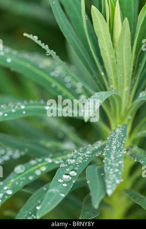 Raindrops on Euphorbia leaves, variety unknown Stock Photo