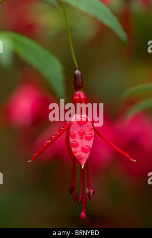 Stunning Single Fuchsia flower with raindrops, variety unknown Stock Photo