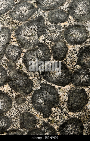 Outcrop of orbicular granite - detail. Orbicular Granite Nature Sanctuary, 15km north of Caldera, Chile, South America. Stock Photo