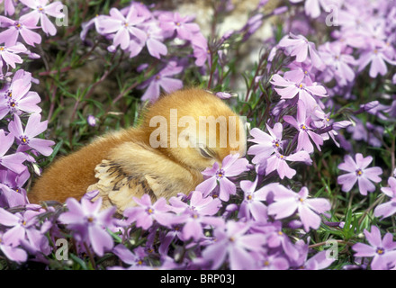 Cute Rhode Island Red baby chick asleep in garden among a profusion of lavender creeping phlox, USA Stock Photo