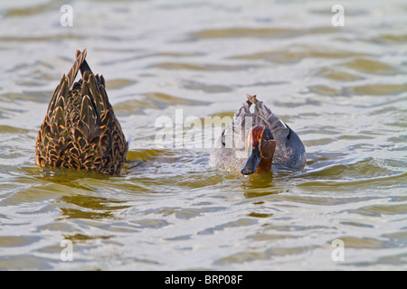 Teal ( Anas crecca ) pair feeding Stock Photo