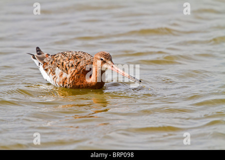 Black tailed godwit ( Limosa limosa ) feeding Stock Photo