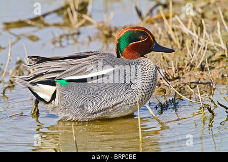 Teal ( Anas crecca ) male showing plumage Stock Photo