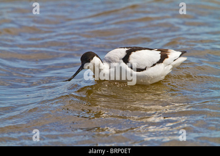 Avocet ( Recurvirostra avosetta ) feeding in water Stock Photo