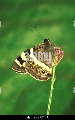 Butterfly sitting on a flower with a green background Stock Photo
